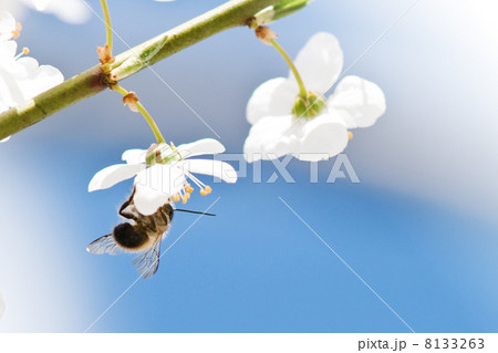 bee bee 8133263