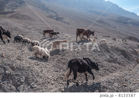 sheeps sheeps 8133587