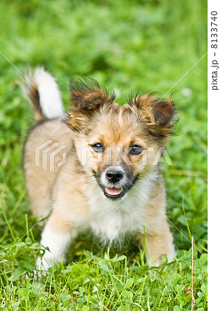 puppy puppy 8133740