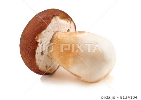 mushroom 8134104