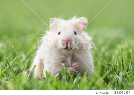 图库照片: hamster