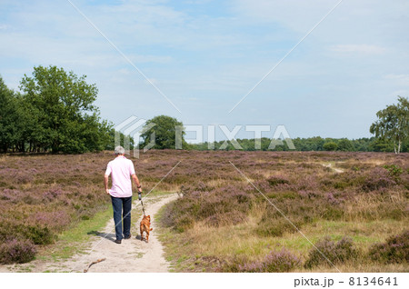 Heath in landscape Heath in landscape 8134641