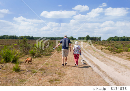 Walking the dogs 8134838