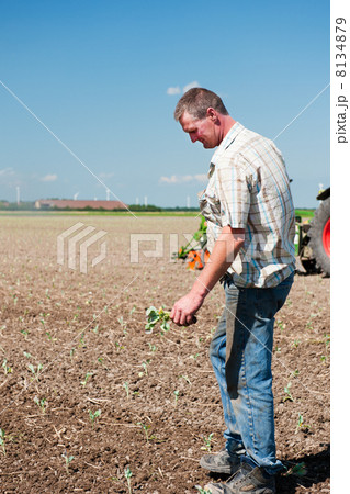 Farmer with vegetables at the country 8134879