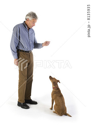 training the dog 8135935