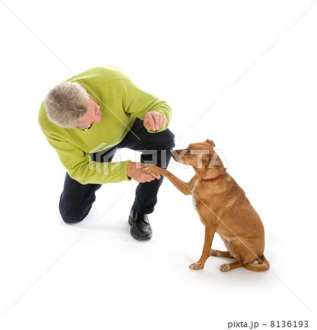 Training the dog 8136193
