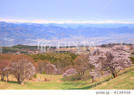 西蔵王の大山桜と朝日連峰 8136436