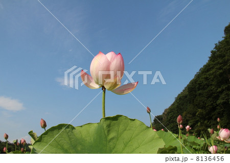 蓮の花 8136456