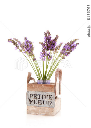 Lavender Lavender 8136763