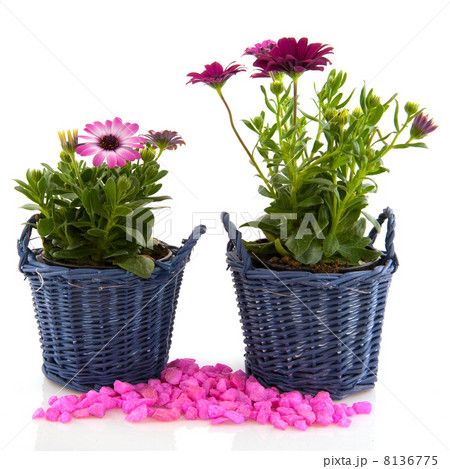 Garden flowers Garden flowers 8136775