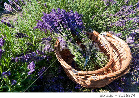 picking Lavender 8136874