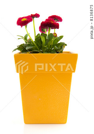 Pink Bellis in yellow flower pot 8136875