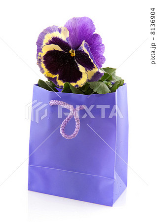 Purple violin 8136904