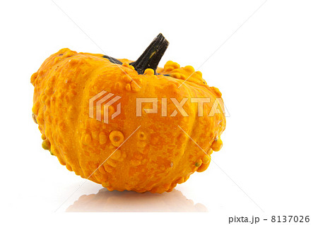 Squashes and pumpkins 8137026