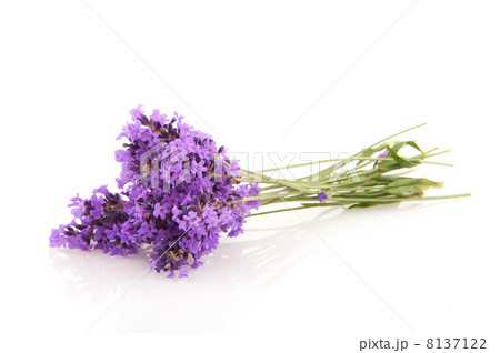 Lavender 8137122