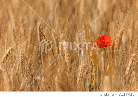 Cereals Cereals 8137433