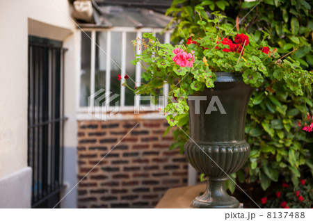 Flower pot with Pelargonium 8137488
