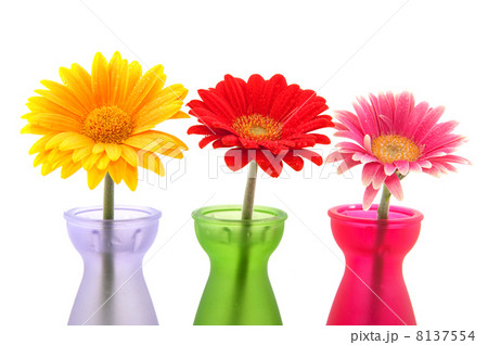 Colorful Gerber flowers 8137554