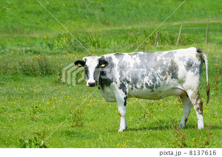 Black and white cow Black and white cow 8137616