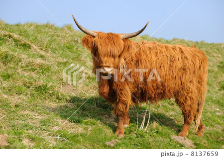 Scottish Highlander 8137659