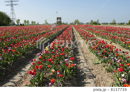 Colorful Dutch tulips 8137739