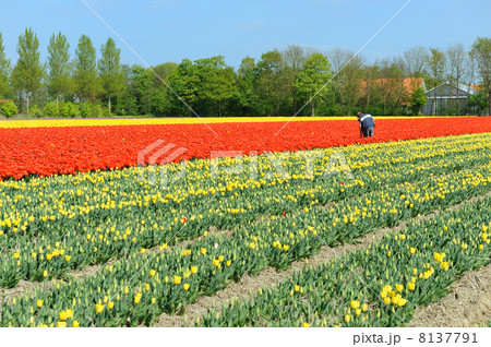 Agriculture flower bulbs 8137791