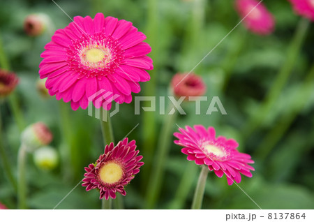 Pink Gerber plants 8137864