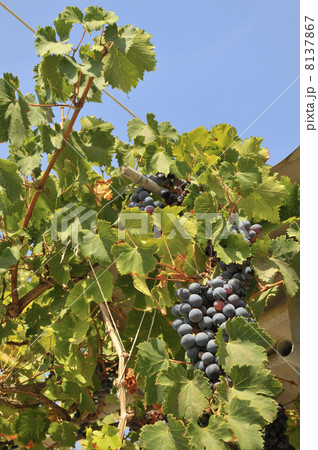 Blue grapes 8137867