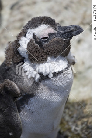 Young Penguin Young Penguin 8137874