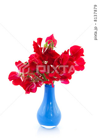 Red lathyrus Red lathyrus 8137879