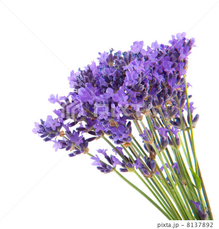 lavender 8137892