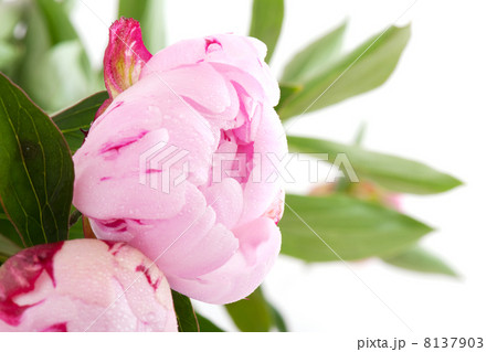 common peony 8137903