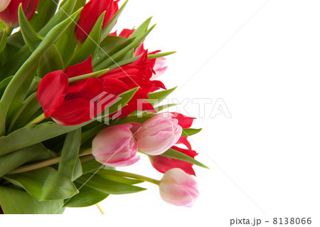 red and pink tulips red and pink tulips 8138066