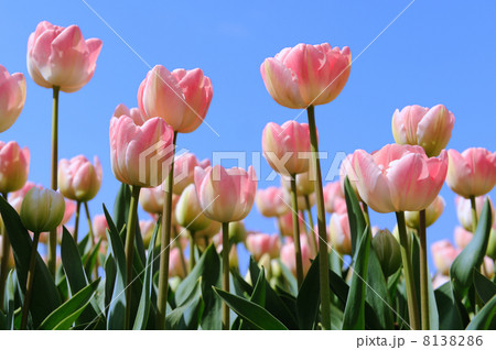 Tulips in the fields Tulips in the fields 8138286