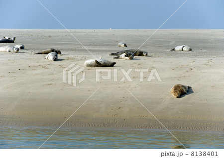 Seal in nature landscape Seal in nature landscape 8138401
