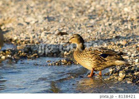 ordinairy duck with sunset 8138421