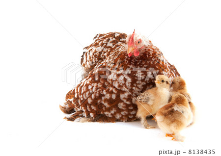 Chicken with little chicks Chicken with little chicks 8138435