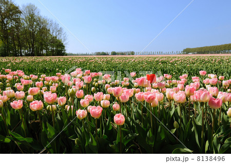 Tulips in the fields 8138496