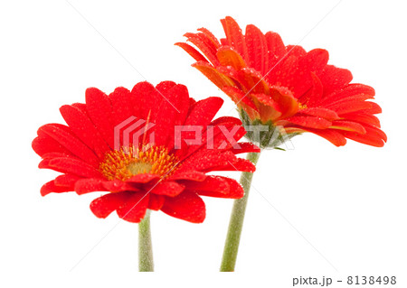 Red Gerber daisies 8138498