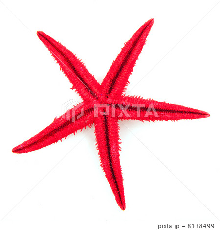Red starfish 8138499