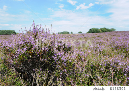 heather fields heather fields 8138591