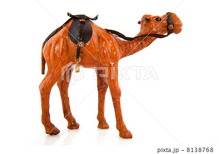 Maroc camel 8138768