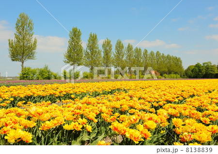 Flowerbulbs in Holland 8138839