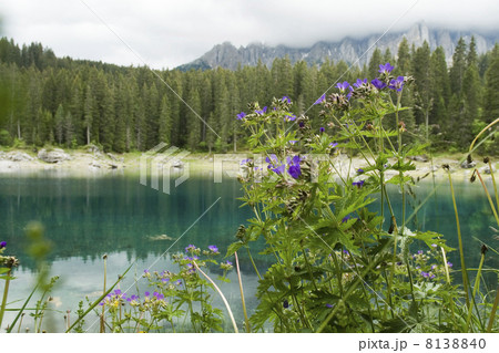 Geranium by lake in mountains 8138840
