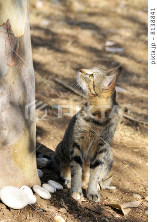 Greek alley cat 8138841