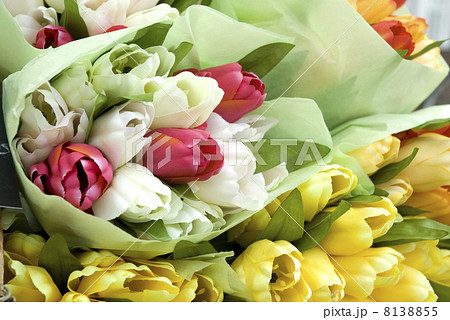 colored tulips from Holland 8138855