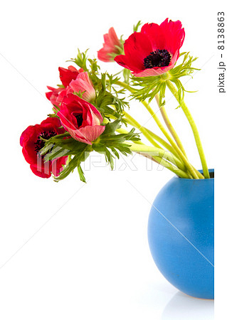 anemone flowers 8138863