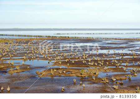 Mudflat 8139350