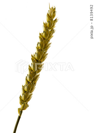 Ripe wheat Ripe wheat 8139492