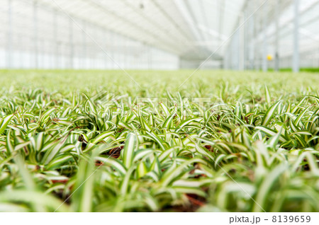 house plants in greenhouse 8139659